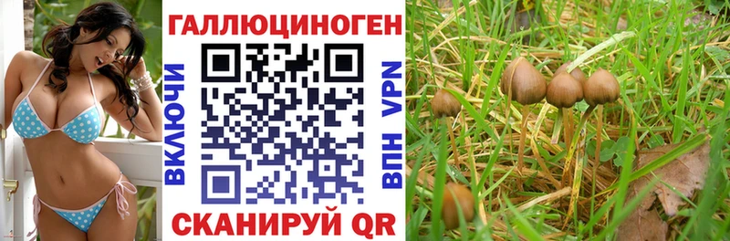 как найти закладки  Новотитаровская  Галлюциногенные грибы прущие грибы 